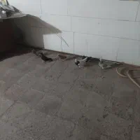 کبوتر|پرنده|امیدیه, |دیوار