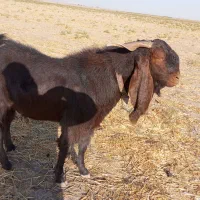تکه جوان پاکستانی|حیوانات مزرعه|تربت جام, میان جام|دیوار