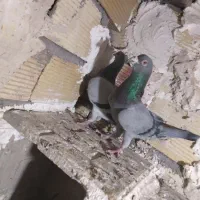 کبوتر|پرنده|بم, |دیوار