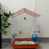 جوجه غذاخور و دستی کوتوله برزیلی