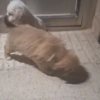 فروش کوتلو سگ نژادپامرانین سیاو اشپیتز|سگ|گلپایگان, |دیوار