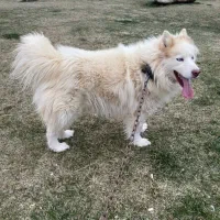 سگ هاسکی مالاموت اصیل سفید زیبا جفت