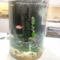 آکواریوم|ماهی|تربت‌حیدریه, آغوی|دیوار