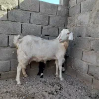 بز دورگ دوقلودار