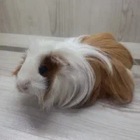 خوکچه هندی ماده|موش و خرگوش|اندیشه, اندیشه فاز ۵|دیوار