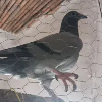 کبوتر دورگ|پرنده|سرخنکلاته, |دیوار