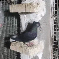 یک عدد ماده دمسفیدکبوتر|پرنده|اهواز, کمپلو شمالی|دیوار