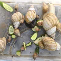 حلزون|خزنده|بجنورد, |دیوار