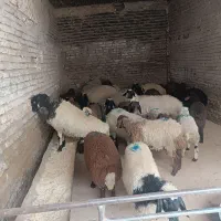 فروش گوسفند زنده در نسیم شهر|حیوانات مزرعه|نسیم‌شهر, |دیوار
