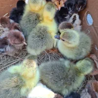 غاز محلی اصل