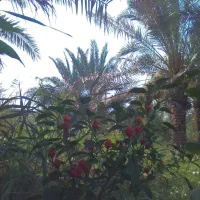 انجام کلیه کارهای باغبانی