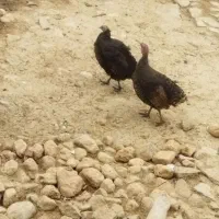 فروش بوقلمون