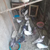 چنتا کبوتر پرشی یکجا دونه ای ۲۰۰ فقط چونه نزن