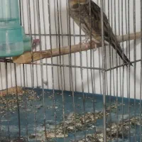 قناری ماده
