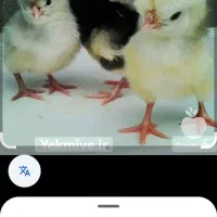 جوجه های زینتی وتخم مرغ های زینتی نطفه دار|حیوانات مزرعه|لاهیجان, گلستان|دیوار