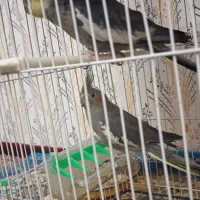 عروس هلندی مولد