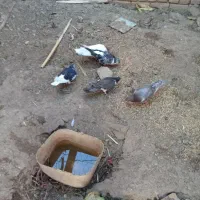 کبوتر
