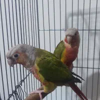 گرینچیک جفت . جوجه یلوسایداکستریم