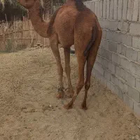 شتر ماده ۴ سال|حیوانات مزرعه|بم, |دیوار