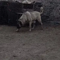 سگ سراب و قدرجونی