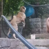 سگ پژدر عراقی