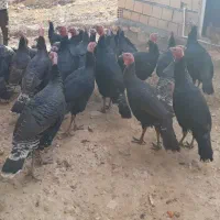 بوقلمون محلی