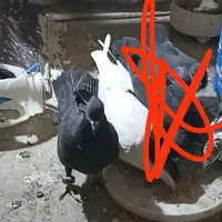 سه عدد کفتر مفت