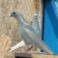کبوتر پتی واله|پرنده|اصفهان, لاله|دیوار