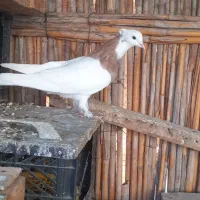 فروش کبوتر|پرنده|بندر ماهشهر, |دیوار