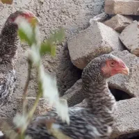 خروس لاری|حیوانات مزرعه|شبانکاره, |دیوار