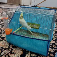 عروس هلندی با قفس