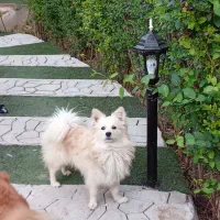 پامرین اصیل روباهی دم گلدونی