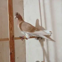 کبوتر پرشی زدوخوردی سار سرور رنگه سینه چپ