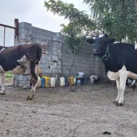 ۲ راس گاو آبستان ۵ نیم ماه فروشی