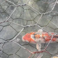 کوی مولد و بزرگ