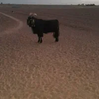 فروش یک راس پازن ترکی در سروستان