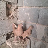کبوتر یک سر صرب و ابادانی چشم نوک سفید درجه ۱|پرنده|شهرضا, |دیوار
