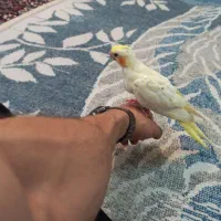 عروس هلندی|پرنده|سرپل ذهاب, |دیوار