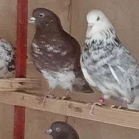 کبوتر پرشی یکجا|پرنده|ری, امین آباد|دیوار