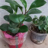 فروش انواع گل اپارتمانی|گل و گیاه طبیعی|بندرعباس, |دیوار