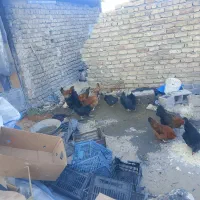 مرغ سیاه برای خون کردن