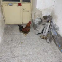 خروس یک ساله چاق سرحال