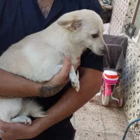 روباحی 2/5ساله جفت خورده باپامرین خرسی|سگ|زنجان, |دیوار