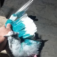 نره کهنه گرفتی ۱۷۰جوجه جیر۷۰ هر عزیزی خواست تماس