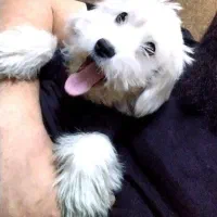 جا ب جایی محل کارم|سگ|چهاردانگه (تهران), |دیوار