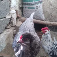 مرغ و خروس گلین چهل تاج ریشوفول کیفیت(بدون غلط)
