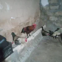 خروس کوردی|حیوانات مزرعه|سرپل ذهاب, |دیوار