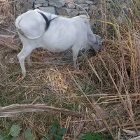 فروش گاو ماده شیری|حیوانات مزرعه|بم پشت, |دیوار