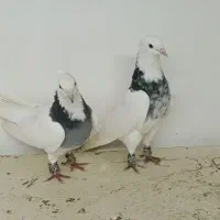 کبوتر طوقی|پرنده|تبریز, |دیوار