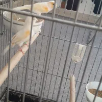 قناری جفت کار داده|پرنده|پارسآباد, |دیوار